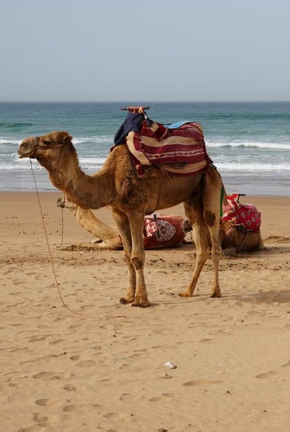 Camels on Agadir beach by the ocean